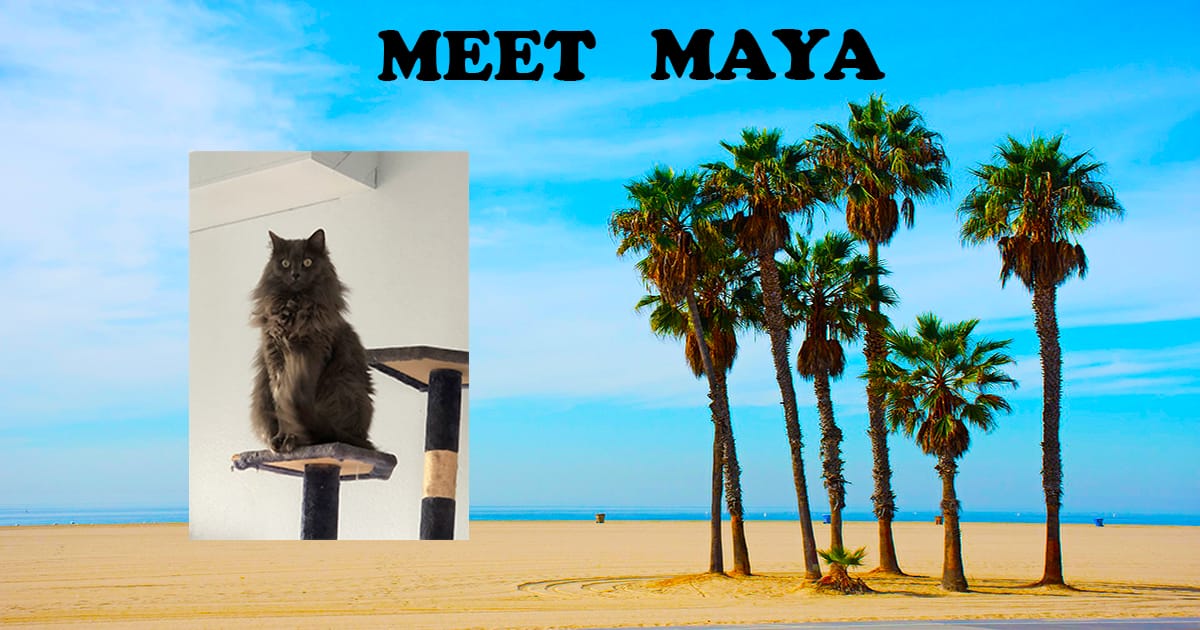 You are currently viewing MEET MAYA